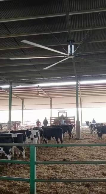 Optimización de la ventilación de la granja: ventilindustriales y ventilde techo HVLS