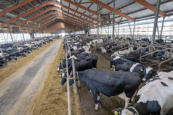 Solución de refrigeración inteligente para granjas lecheras